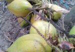 ডাপ বিক্রি