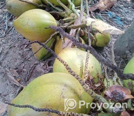 ডাপ বিক্রি