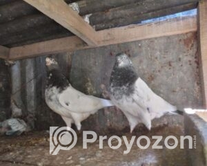 fitted-32_2025-10-25_10-51-15