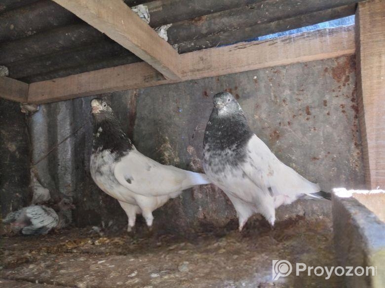 সাকি টেডি কবুতর