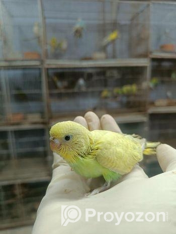 টেম সাইজ বেবি বাজরিগার