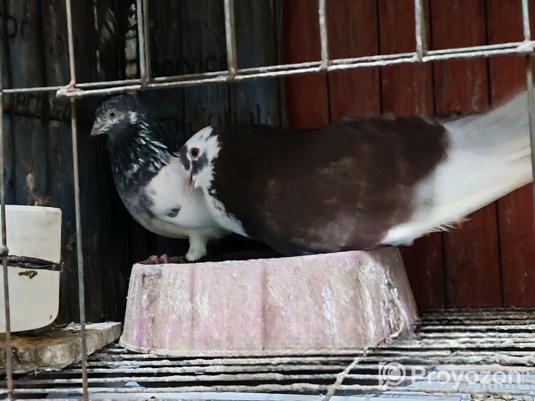 রানিং বাংলা কবুতর