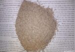 Camin Seeds