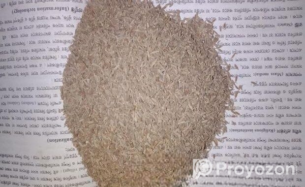 Camin Seeds