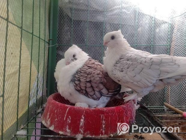 সাটিন মাদী কবুতর