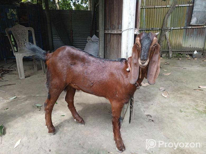 তোতাপুরী ছাগল ( লাল রং)