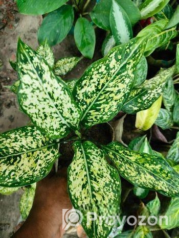 ইনডোর প্লান্ট