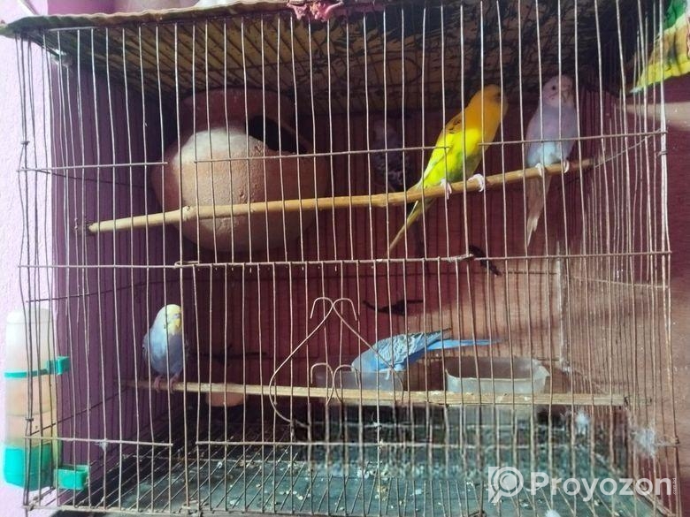 লাভ বাড পাখি