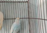 বাজিগার পাখি