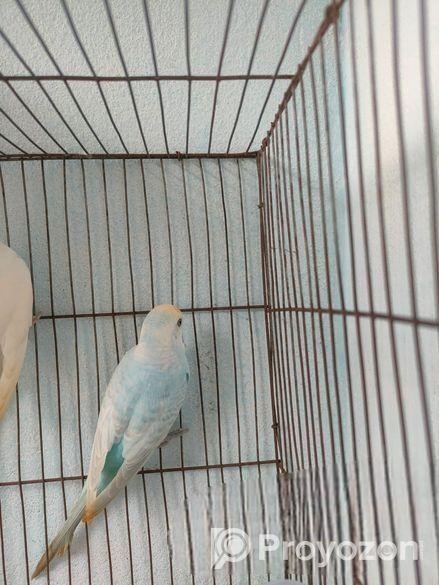 বাজিগার পাখি