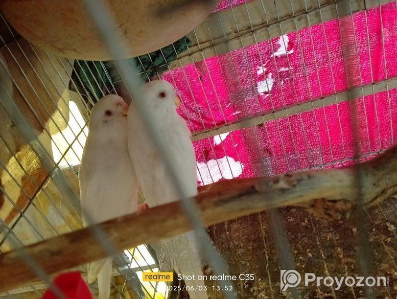 এলবিনো বাজরিগা বিক্রি করা হবে