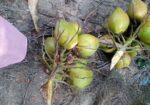 ডাপ বিক্রি