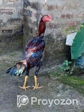 আসিল মুরগ মুরগি