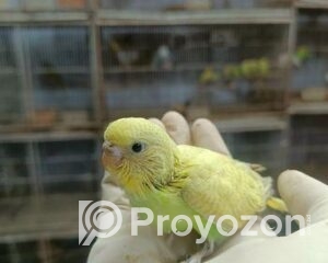 fitted-33_2025-10-28_22-40-00