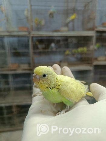 টেম সাইজ বেবি বাজরিগার