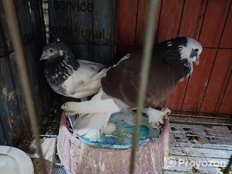 রানিং বাংলা কবুতর