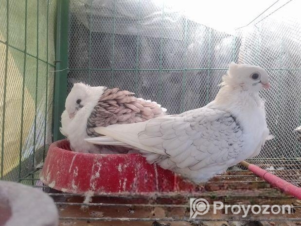 সাটিন মাদী কবুতর