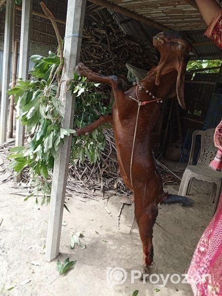 তোতাপুরী ছাগল ( লাল রং)