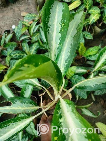 ইনডোর প্লান্ট