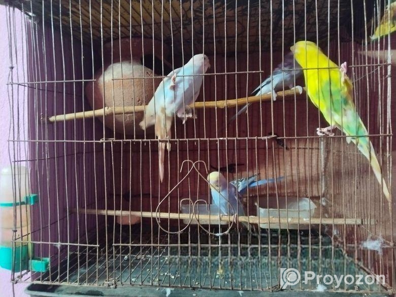 লাভ বাড পাখি