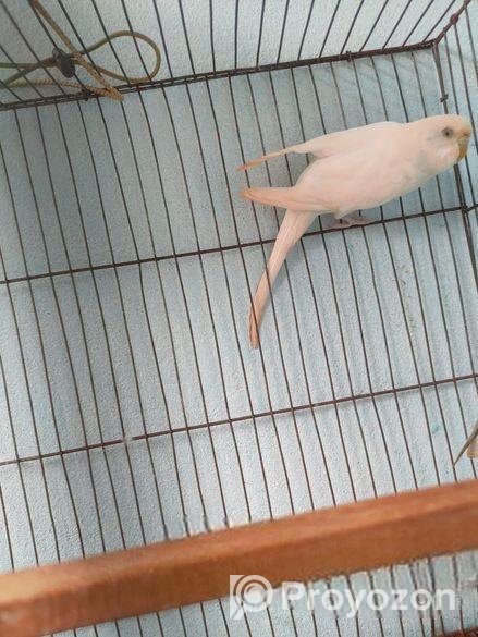 বাজিগার পাখি