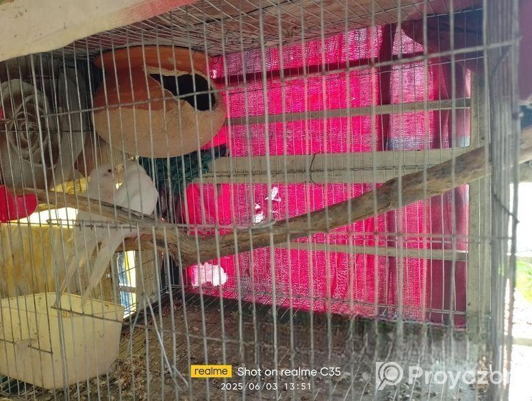 এলবিনো বাজরিগা বিক্রি করা হবে