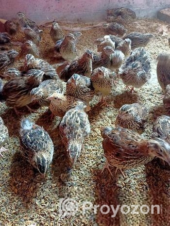 কোয়েল পাখি