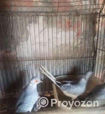 Diamond dove