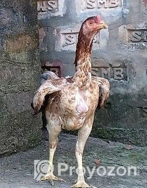 আসিল মুরগ মুরগি