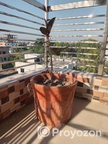 গাছ সহ টব বিক্রি হবে