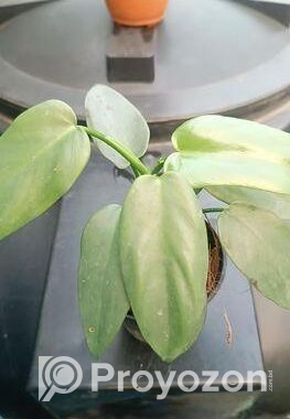 ইন্ডোর প্লান্ট