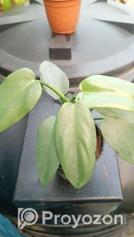 ইন্ডোর প্লান্ট