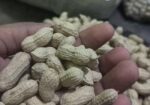 দেশি বাদাম