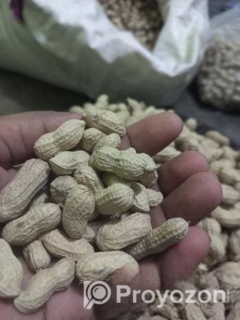 দেশি বাদাম