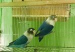Love bird