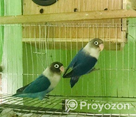 Love bird