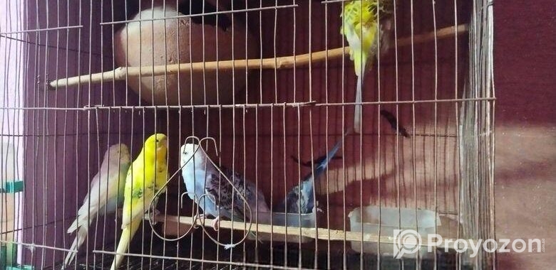 লাভ বাড পাখি