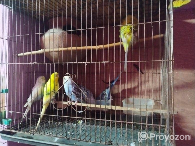 লাভ বাড পাখি