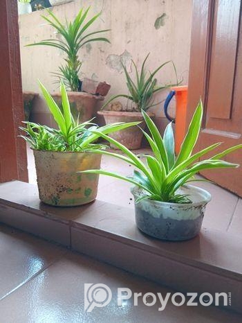 Spider Plant (Indoor Plant)