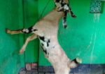 যমুনাপারি খাসি।