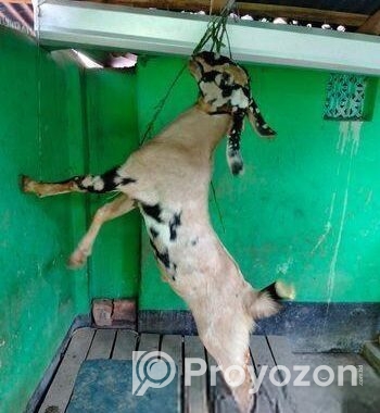 যমুনাপারি খাসি।