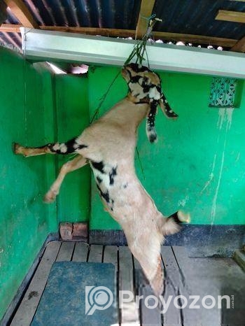 যমুনাপারি খাসি।