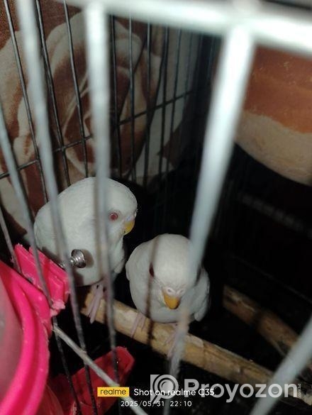 এলবিনো বাজরিগা বিক্রি করা হবে