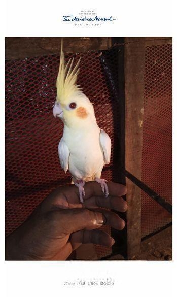 টেম ককাটেল