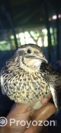 কোয়েল পাখি