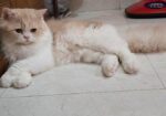 Persian Cat(long Hair)