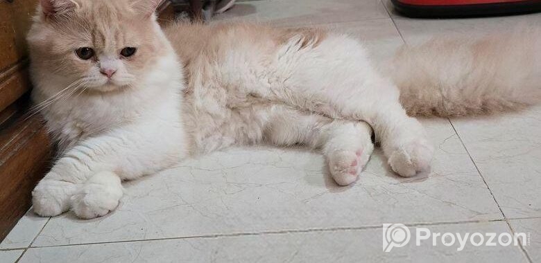 Persian Cat(long Hair)