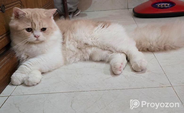 Persian Cat(long Hair)