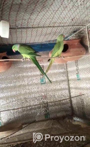 টিয়া পাখি রানিং পেয়ার ২ বছর + বয়েস সামনে সিজিনে ডিম বাচ্চা করব