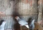 Diamond dove
